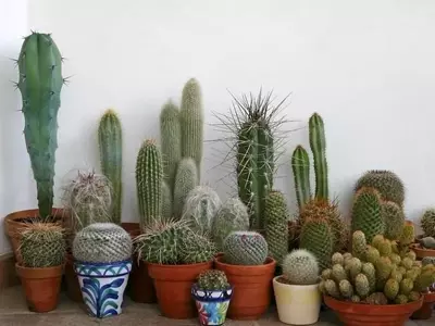 El Arte de Crear una Colección Botánica Personal