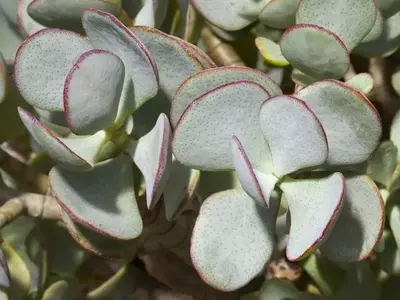 Crassula: La Suculenta Versátil y de Fácil Cultivo