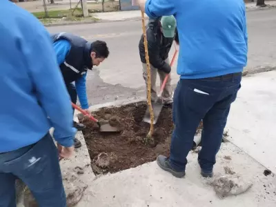 La Plena Relevancia de los Ciruelos: De la Preservación Natural a la Innovación Agrícola y el Desarrollo Urbano