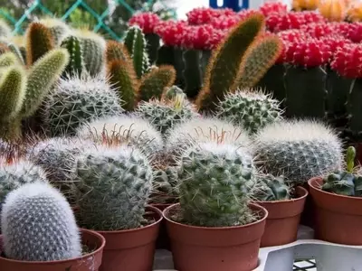 Guía Definitiva para la Adquisición de Plantas: Opciones Físicas vs. Online