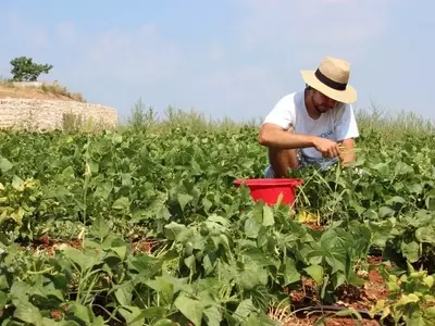 Guía Esencial para Jardineros Principiantes: Cultivando el Éxito Verde