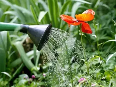 Optimización del Riego: Estrategias para un Jardín Sostenible
