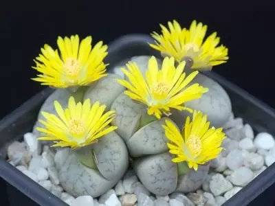 Desvelando los Secretos de las Piedras Vivas: Guía Completa de Cultivo de Lithops