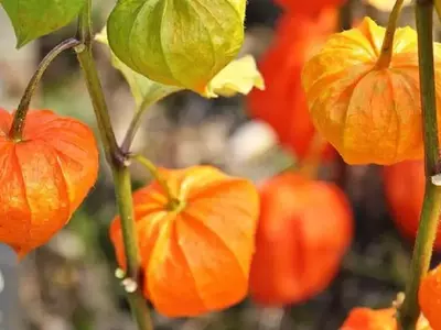 Guía Definitiva para el Cultivo y Mantenimiento del Physalis Alkekengi: La Linterna de Jardín