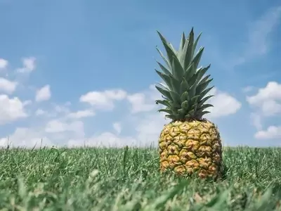 Cultivo y Cuidado de la Piña: Una Guía Detallada para Aficionados
