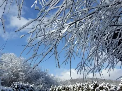 Guía Completa para el Cuidado y Selección de Plantas Ornamentales en Climas Fríos