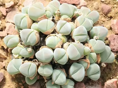 Gibbaeum: La Pequeña Suculenta de Sudáfrica y sus Secretos de Cultivo