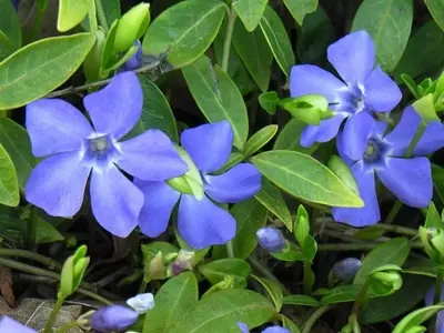 Descubre los Secretos de la Vinca Menor: Una Guía Completa para su Cultivo y Cuidado