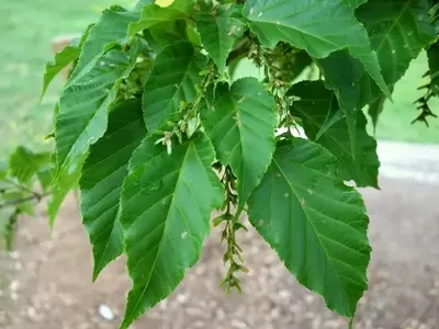 Guía completa para el cuidado del Arce David (Acer davidii)
