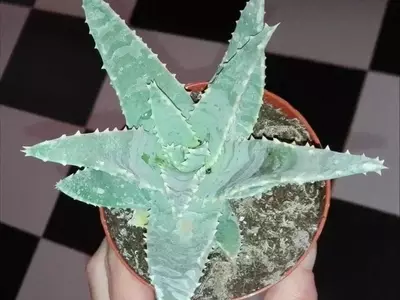 Aloe Pillansii: Una Joya Botánica en Peligro de Extinción