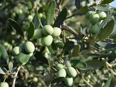 La Sinergia Europea Transforma la Agricultura Ecológica: Del Saber Local a Soluciones Globales