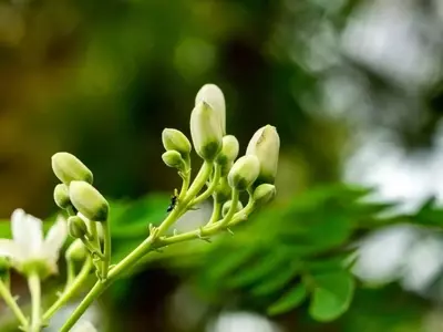 Selección de Árboles de Crecimiento Acelerado para Embellecer tu Jardín