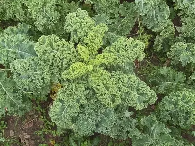 Guía Completa para el Cultivo de la Col Rizada: De la Siembra a la Cosecha