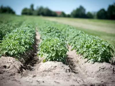 Guía Completa para el Cultivo Exitoso de Patatas: Desde la Siembra hasta la Cosecha