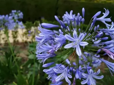 Agapanthus Africanus: El Encanto del Lirio del Nilo en su Jardín