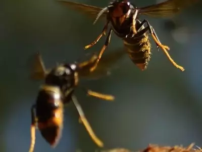 La Creciente Amenaza de las Avispas Invasoras en España: Asiáticas y Orientales