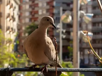 Evitando la Anidación de Palomas: Guía Integral para Terrazas y Jardines