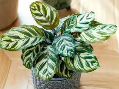 Calathea Peacock: La Danza Vibrante de la Naturaleza en tu Hogar