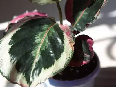 Calathea Lanceolata: Guía Esencial para el Cuidado y Mantenimiento de tu Planta Tropical