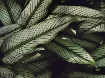 Calathea Undulata: Guía Completa para un Cultivo Exitoso