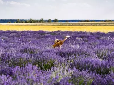 El Esplendor de la Lavanda en España: Un Equilibrio entre Turismo y Sostenibilidad Económica