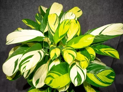 La Calathea Lubbersiana: Un Toque Tropical Exótico para tu Hogar