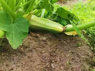 Estrategias Cruciales para Erradicar la Pudrición Apical en Cultivos de Calabacín