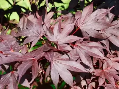 El Acer Palmatum Atropurpureum: Un Árbol Excepcional que Transforma el Jardín con su Vibrante Color