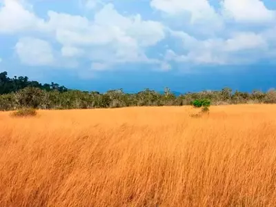 El Cambio Climático Remodela la Geografía de Cultivos: Un Desafío Global para Alimentos y Madera