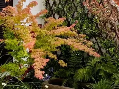 El fascinante universo del Acer palmatum: Un ícono de belleza y serenidad en el paisajismo
