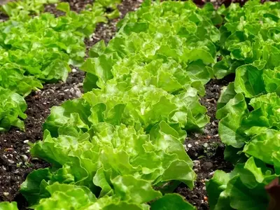 Microplásticos en Suelos Agrícolas: Una Amenaza Silenciosa para la Salud y el Medio Ambiente