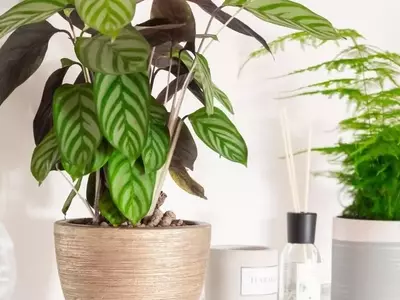 Calathea Lemon Lime: Un Toque Vibrante de la Naturaleza Tropical para tu Hogar