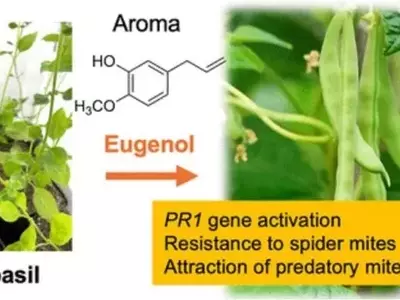 La Albahaca, un Escudo Natural contra las Plagas: Avances en el Control Biológico Agrícola