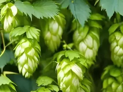 Innovación Española: El Cultivo Hidropónico Móvil de Lúpulo Revoluciona la Agricultura y Otros Sectores