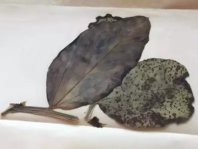 Hongos Antiguos: Claves para la Agricultura Sostenible del Futuro