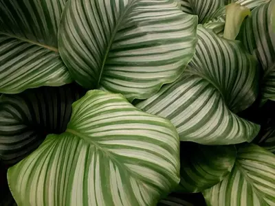 Calathea Morada: Un Toque Exótico y Elegante para tu Hogar
