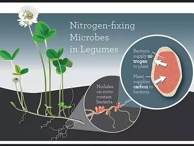 Descubrimiento Genético Revolucionario para el Crecimiento de Legumbres