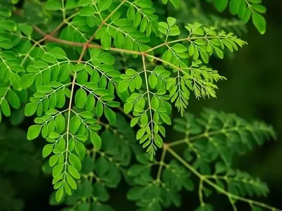 El Desafío del Plátano: Precios, Conservación y Avances Tecnológicos