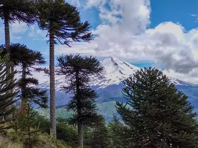 Conflicto por la Tala de Araucarias y el Plan de Reforestación en Icalma: Un Equilibrio Delicado entre Progreso y Patrimonio Cultural