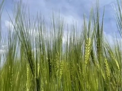 Avances en la Medición de Proteínas Alergénicas de la Cebada para Alimentos Más Seguros
