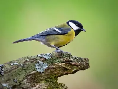 Avian Relationships: The 'Divorce' Phenomenon in Great Tits