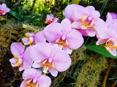 Orquídeas: Entre el Redescubrimiento y la Perenne Fascinación Cultural
