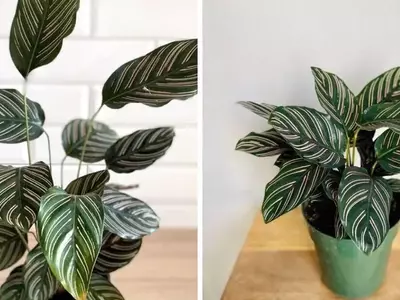 Calathea Mil Rayas: Belleza Exótica y Cuidado Esencial para un Hogar Vibrante