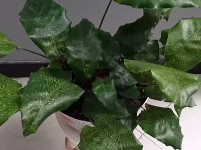 Calathea Musaica: La joya botánica que revitaliza tu hogar