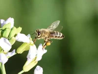 Innovación Matemática Impulsa la Sostenibilidad Apícola y Agrícola