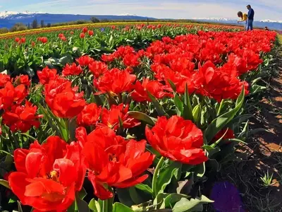 Los campos de tulipanes en Argentina: Un espectáculo floral y motor turístico