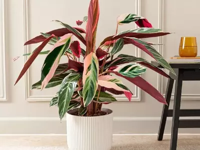 Calathea Tricolor: Un Toque Tropical para tu Hogar y sus Secretos de Cuidado