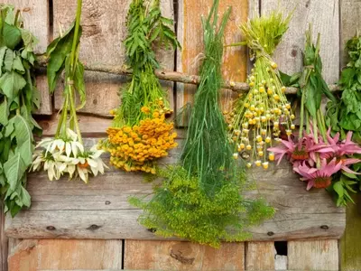 Cultivo de Plantas Medicinales en Casa: Un Jardín de Salud y Bienestar