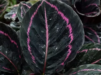 Descubriendo la Calathea Negra: Elegancia y Misterio en tu Hogar
