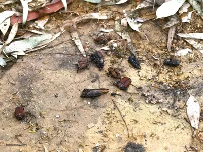 La Plaga Silenciosa: Amenaza y Batalla contra el Picudo Rojo que Diezma las Palmeras Emblemáticas